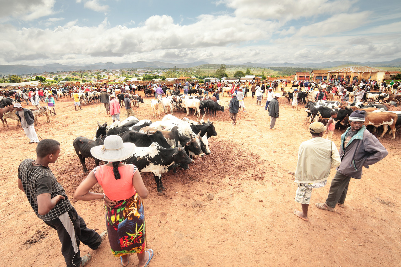 Le marché aux Zébus d'Ambalavao