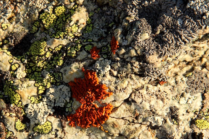 Lichen ornitho-coprophile