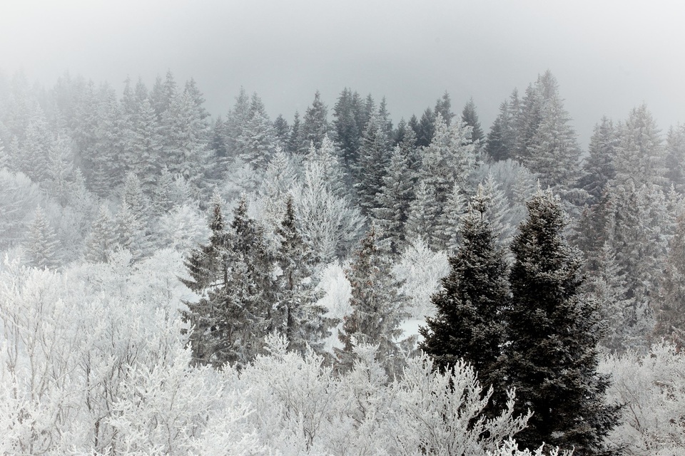 Cimes d'une forêt du Vercors dans les nuages et sous la neige, Vercors, février 2012