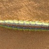 la faune du Sahara