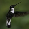 Les voyages naturalistes