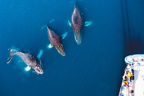 A bord du Vaïhéré - Faune et glaces de l'Antarctique