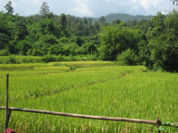 Balade bucolique en Thaïlande