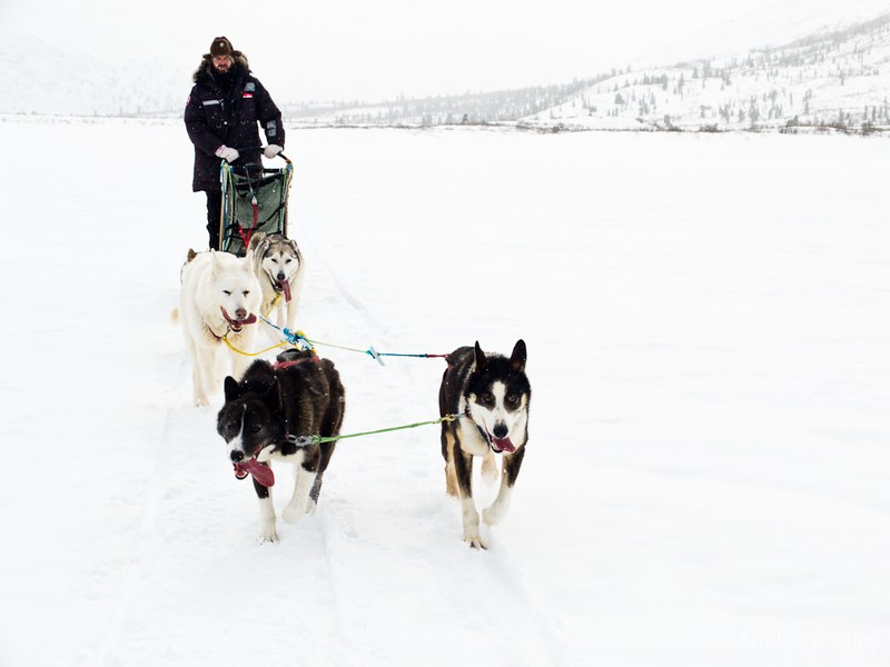 Chiens de Traineaux à Fish Lake