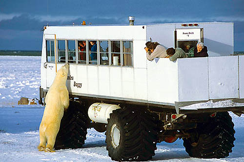 Churchill, le royaume de l'ours polaire