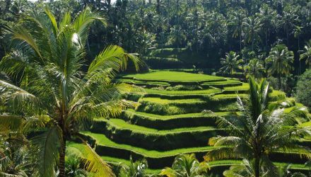 Découverte au rythme de Bali