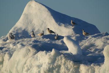 Découverte de la Baie de Disko