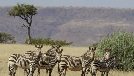 Désert du Namib, faune sauvage et peuple Himba
