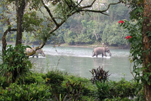 De l'Everest à la jungle