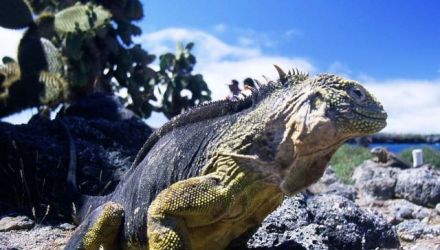 Des Andes aux Galápagos - Iguane et volcans