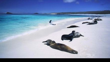 Des Galápagos à l'Amazonie - La Totale !