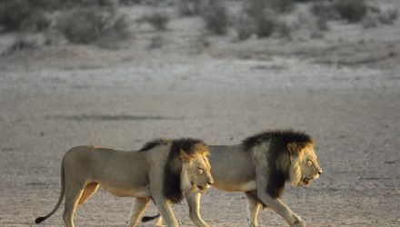 Des sables du Kalahari aux dunes du Namib