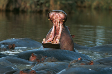 Descente du Zambèze en canoë : paradis sauvages au fil de l'eau