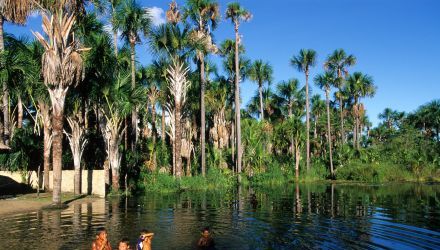 D'Iguaçu au Pantanal : le Brésil grandeur nature