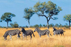 Du cap à Victoria Falls par la Namibie