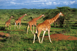 Du Masaï Mara à Mombasa