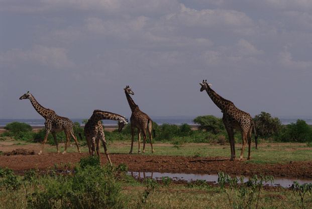entre Kirikou et "Out of Africa"