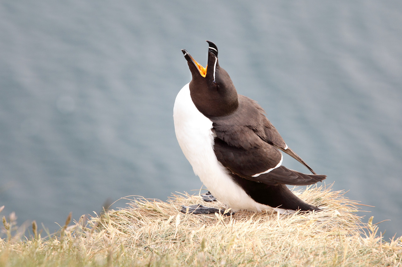 Faune d'Islande