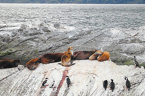 Faune marine de Valdés