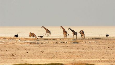 Horizons grandioses de Namibie