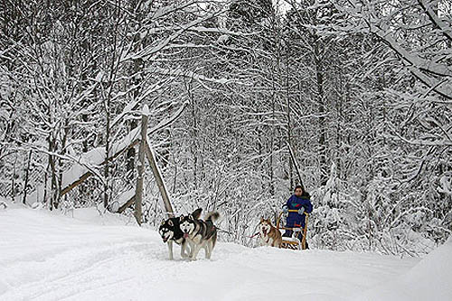 Huskies, malamuts et cabanes