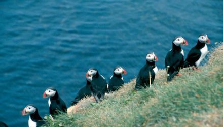Islande, Best of !
