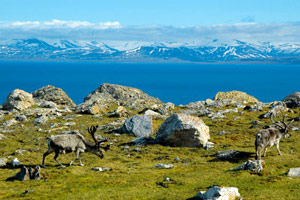 Kayak en baie d'Isfjord
