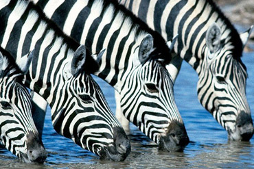 Kenya, safaris et balades entre amis