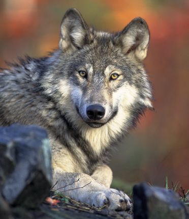 La bête du Gévaudan revient