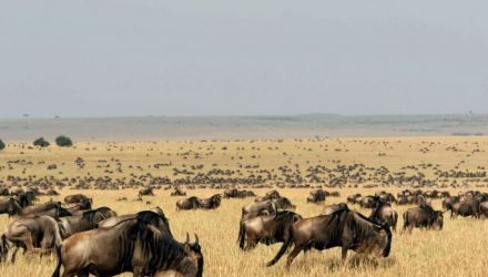 La grande migration des gnous