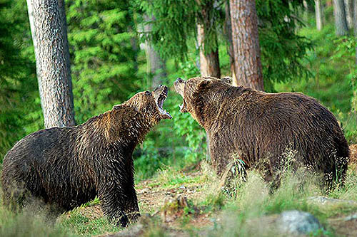 Le circuit de l'ours