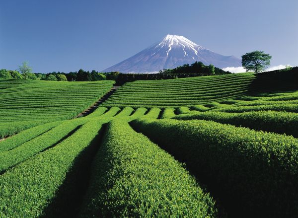 Le Japon, entre modernité et tradition