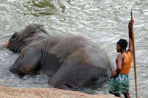 Le Sri Lanka chez l'habitant