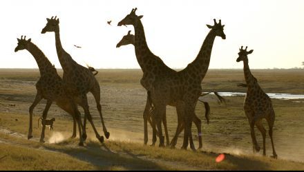 L'Eden africain