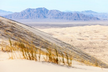 Les herbes de la Dune