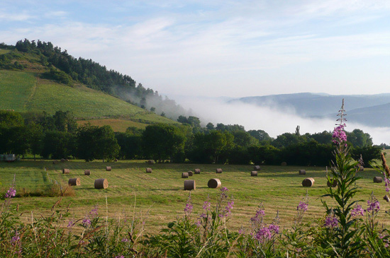 Les noisettes sauvages du Gévaudan