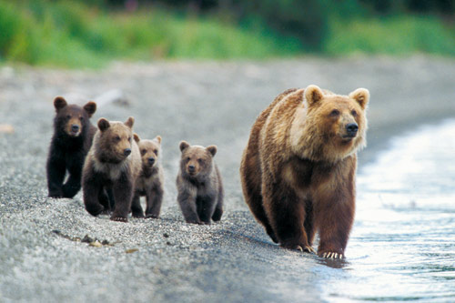 Les ours bruns du Kamtchatka
