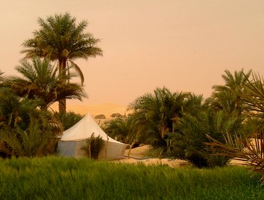 Les palmeraies de l'Adrar mauritanien