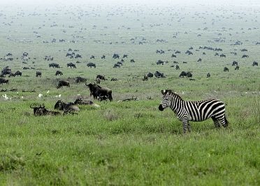 Les parcs nationaux de Tanzanie