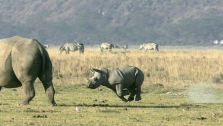 L'odyssée safari au Kenya et en Tanzanie