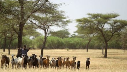 Niokolo Koba, village Peul et pays Bédick