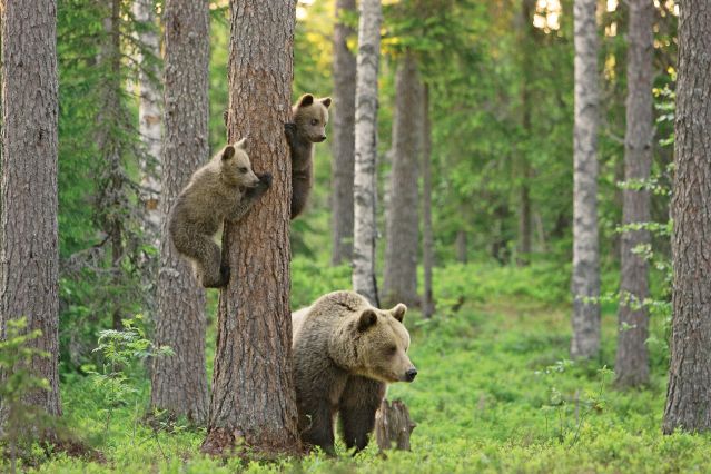 Observation des ours bruns au départ de Paljakka