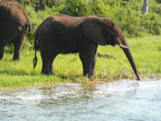 OKAVANGO L'EDEN AFRICAIN