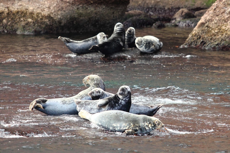 Orignaux, baleines, castors et fous