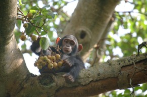 Ouganda - Rwanda, spécial primates