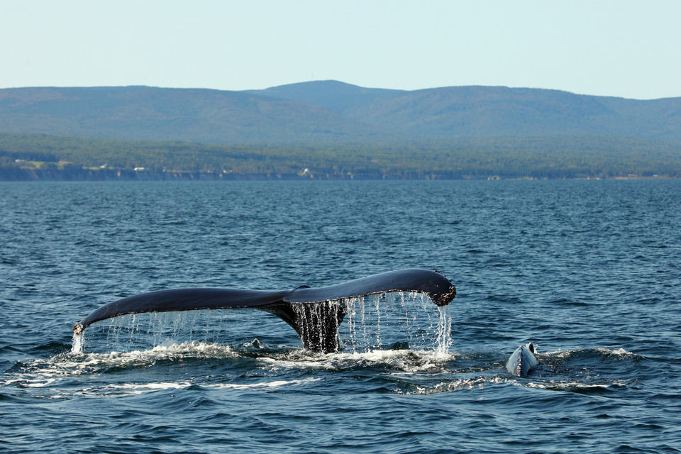 Projet de voyage au Québec