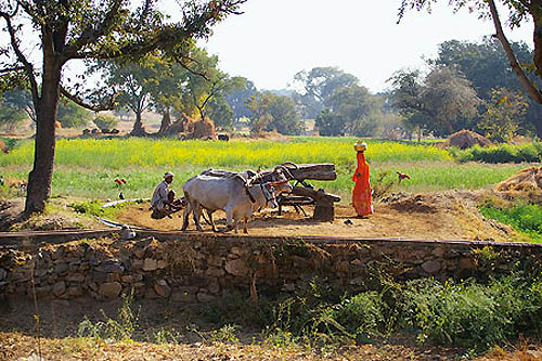 Rajasthan, terre de fastes et de couleurs