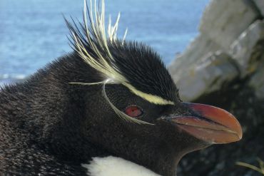 Réveillon en Antarctique, Géorgie du Sud et Îles Malouines  