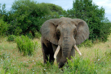 Rencontres sauvages dans les parcs de Zambie et du Malawi