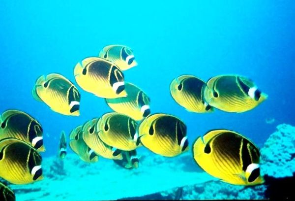 Rodrigues et sa barrière de corail